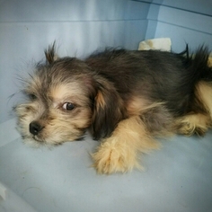 Shih-Poo Dogs for adoption in Kenner, LA, USA