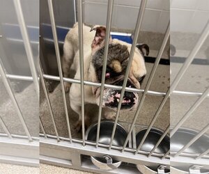 Bulldog Dogs for adoption in Virginia Beach, VA, USA