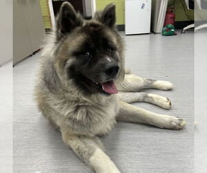 Akita-Unknown Mix Dogs for adoption in Fort Collins, CO, USA
