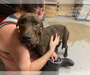 Plott Hound Dogs for adoption in Ocala, FL, USA