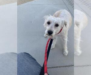 Mutt Dogs for adoption in Las Vegas, NV, USA