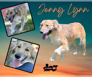 Australian Shepherd-Collie Mix Dogs for adoption in Lindsay, CA, USA
