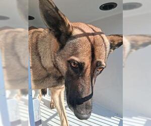 German Shepherd Dog-Unknown Mix Dogs for adoption in Houston, TX, USA