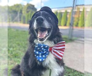 Border Collie-Unknown Mix Dogs for adoption in Murfreesboro, TN, USA