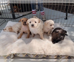 Dachshund Dogs for adoption in San Jose, CA, USA