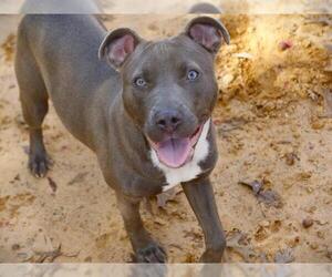 American Staffordshire Terrier-Unknown Mix Dogs for adoption in Tallahassee, FL, USA