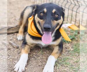 Mutt Dogs for adoption in San Antonio, TX, USA