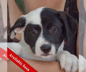 Mutt Dogs for adoption in Huntley, IL, USA