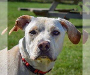 Boxer-Unknown Mix Dogs for adoption in Huntley, IL, USA
