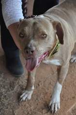 American Pit Bull Terrier-Unknown Mix Dogs for adoption in Graniteville, SC, USA