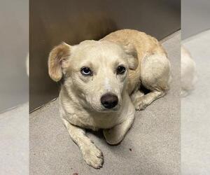 Australian Cattle Dog-Unknown Mix Dogs for adoption in Modesto, CA, USA