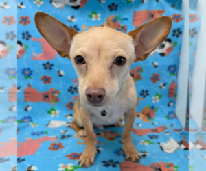 Chihuahua-Unknown Mix Dogs for adoption in Chico, CA, USA