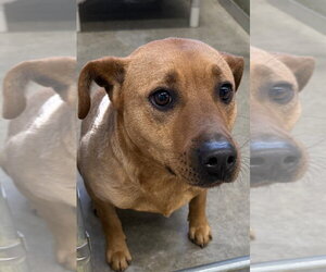 Mutt Dogs for adoption in La Porte, IN, USA