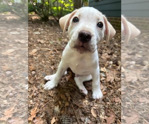 Labrador Retriever-Unknown Mix Dogs for adoption in Holly Springs, NC, USA