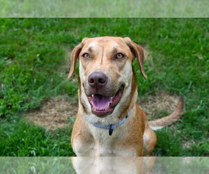 Labrador Retriever-Rhodesian Ridgeback Mix Dogs for adoption in Gloversville, NY, USA