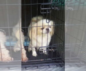 Pekingese Dogs for adoption in Aurora, IN, USA