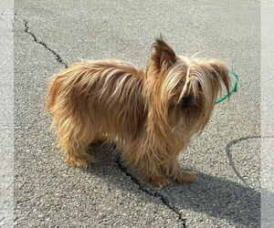 Mutt Dogs for adoption in Croydon, NH, USA