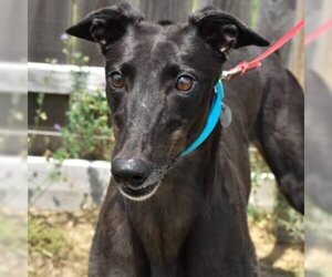 Greyhound Dogs for adoption in Grandville, MI, USA