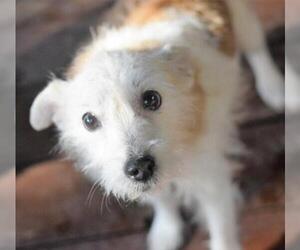 Jack Russell Terrier Dogs for adoption in springfield, VA, USA