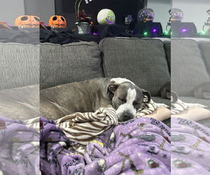 American Pit Bull Terrier-Unknown Mix Dogs for adoption in Chandler, AZ, USA