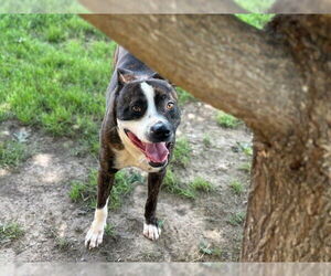 American Pit Bull Terrier-Unknown Mix Dogs for adoption in Tulsa, OK, USA