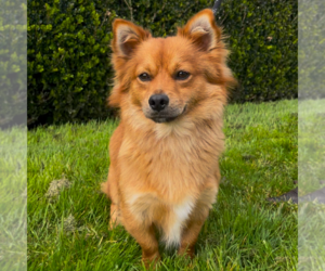 Pomeranian-Unknown Mix Dogs for adoption in Rohnert Park, CA, USA