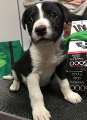 Border Collie-Unknown Mix Dogs for adoption in Fargo, ND, USA