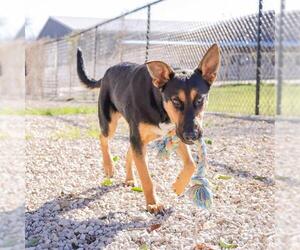 German Shepherd Dog Dogs for adoption in Waco, TX, USA