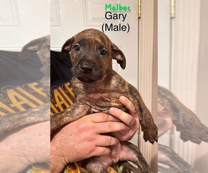 Mutt Dogs for adoption in Evansville, IN, USA
