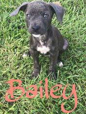 American Pit Bull Terrier-Unknown Mix Dogs for adoption in Baton Rouge, LA, USA