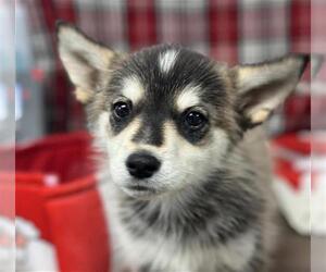 Siberian Husky Dogs for adoption in Bakersfield, CA, USA