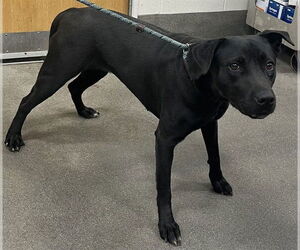 Labrachow Dogs for adoption in Forestville, MD, USA