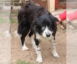 Border Collie Dogs for adoption in Bandera, TX, USA