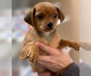 Chihuahua Dogs for adoption in Elkton, MD, USA