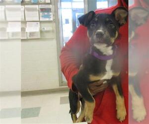 Mutt Dogs for adoption in Oklahoma City, OK, USA
