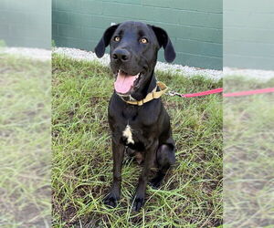 Medium Photo #1 Labrador Retriever-Unknown Mix Puppy For Sale in Naples, FL, USA