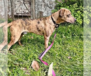American Pit Bull Terrier-Catahoula Leopard Dog Mix Dogs for adoption in Prentiss, MS, USA