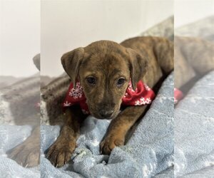 Mutt Dogs for adoption in West Bloomfield , MI, USA
