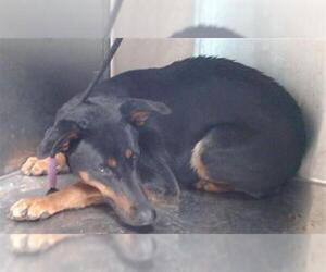 Doberman Pinscher Dogs for adoption in Downey, CA, USA