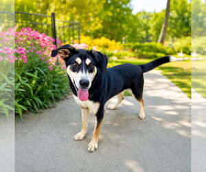 Siberian Husky-Unknown Mix Dogs for adoption in Unionville, PA, USA