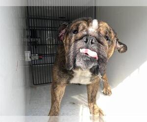 Bulldog Dogs for adoption in Houston, TX, USA