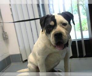 American Bulldog Dogs for adoption in Nashville, TN, USA