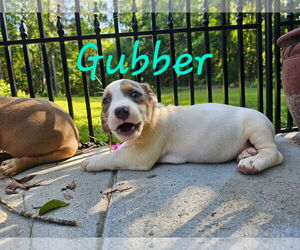 Mutt Dogs for adoption in Sterling, MA, USA