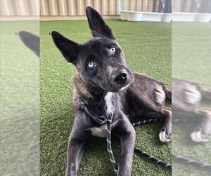 Siberian Husky Dogs for adoption in Woodland, CA, USA