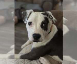 Mutt Dogs for adoption in Greenville, SC, USA