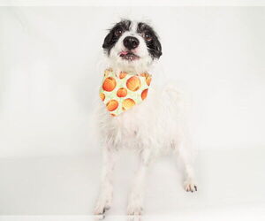 Cairn Terrier-Unknown Mix Dogs for adoption in phoenix, AZ, USA