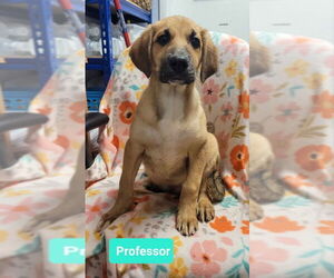 Labrador Retriever-Unknown Mix Dogs for adoption in Richmond, IN, USA