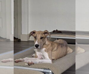 Great Dane Dogs for adoption in PIPE CREEK, TX, USA