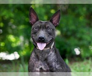 Bull Terrier-Unknown Mix Dogs for adoption in Tavares, FL, USA