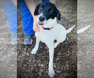 Lab-Pointer Dogs for adoption in Peachtree City, GA, USA